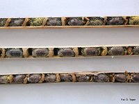 Kokony w trzcinowych gniazdach